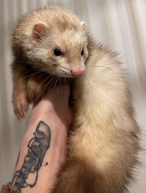 furet M&acirc;le crois&eacute; Angora , tr&egrave;s affectueux 90 18200 Saint-amand-montrond