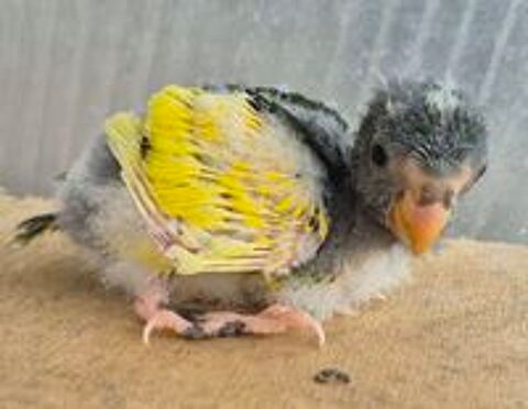   Kakariki perruche, petit perroquet (vert jaune bleu, rouge) 