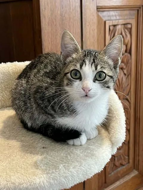Calas adorable chaton 2 mois 1/2 cherche famille 140 11000 Carcassonne
