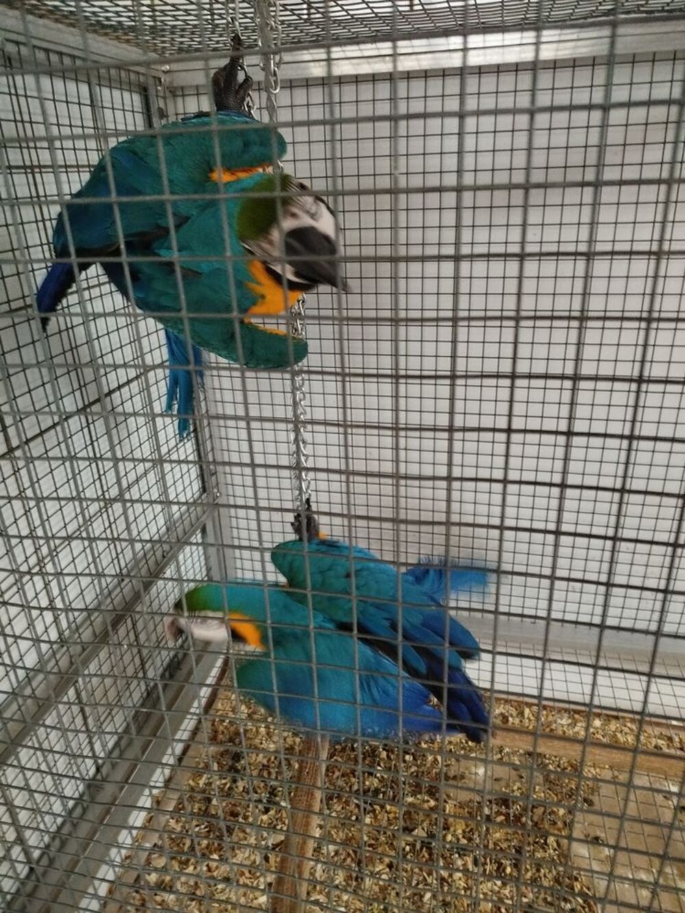   Perroquet ararauna  