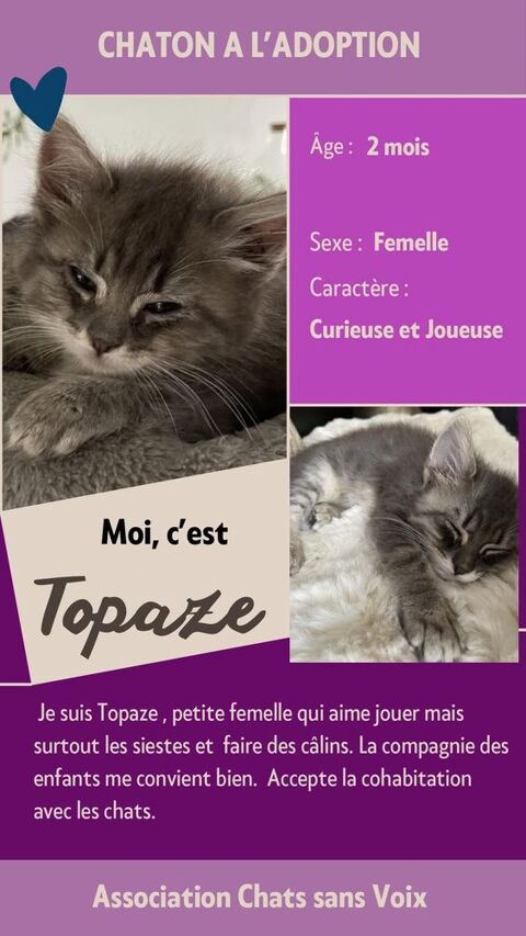 &Agrave; l'adoption : Topaze, adorable chaton femelle de 2 mois (Association) 80 62149 Annequin