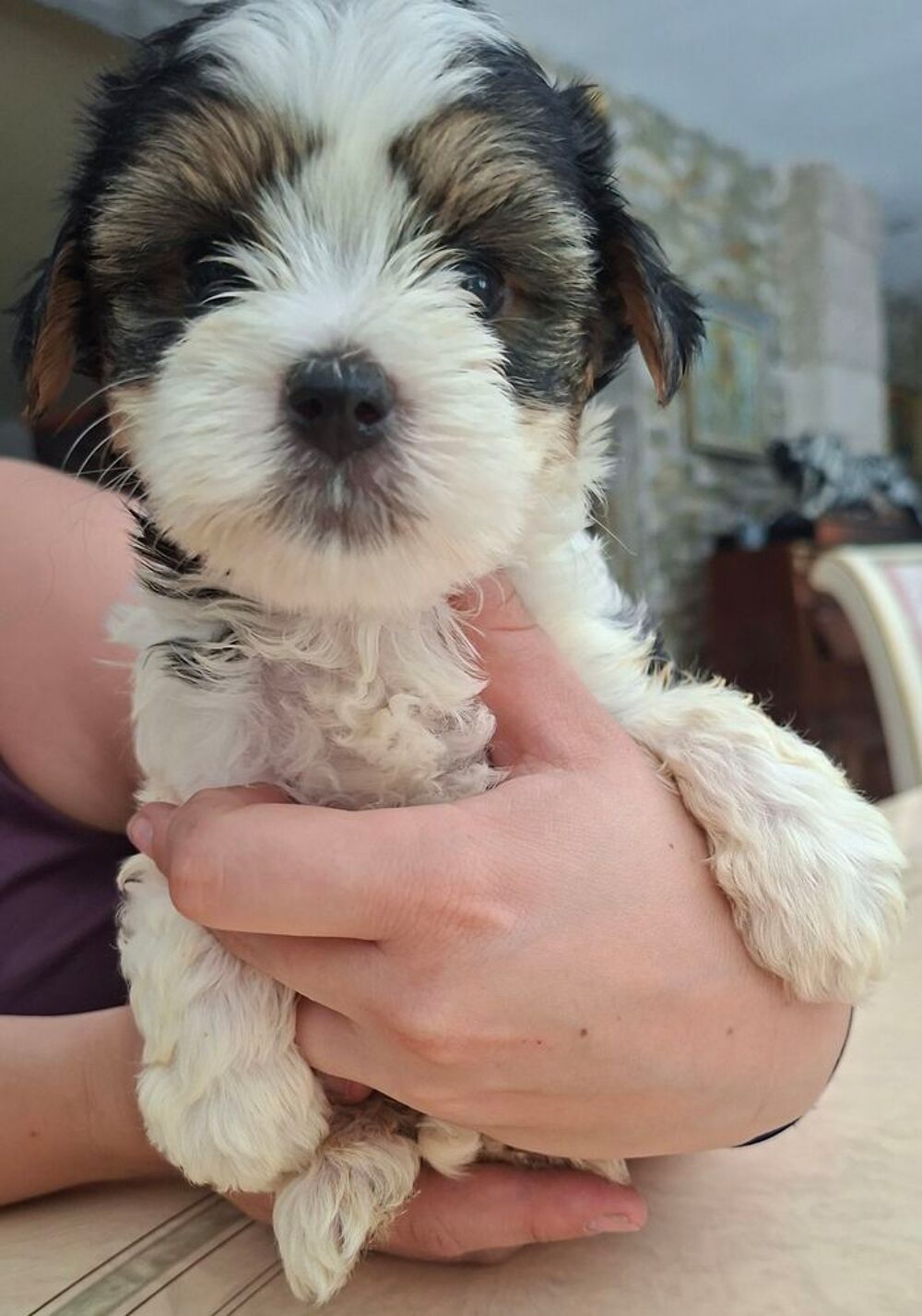    Chiots Yorkshire 