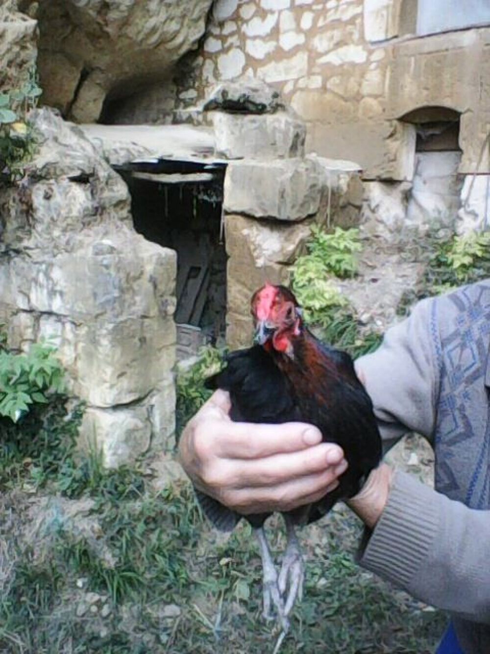 OEUFS DE POULES EN SURPLUS PETIT PRIX Jardin