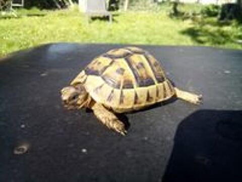   Eurotestudo Boettgeri 