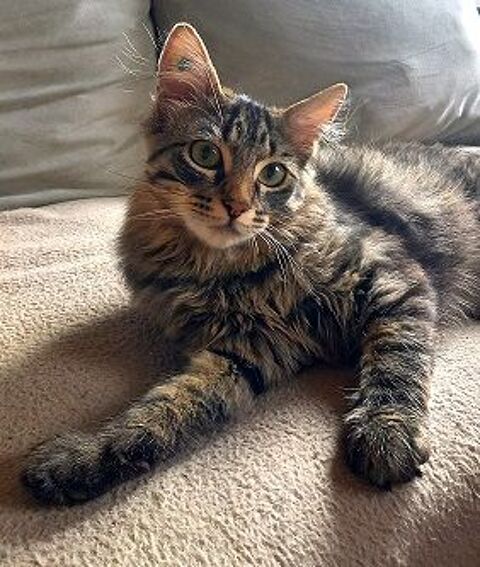 VADROUILLE CHATON TIGRE GRIS 9 MOIS 225 92260 Fontenay-aux-roses