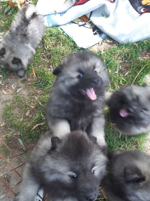 SPITZ LOUP KEESHOND 1500 36120 Pruniers