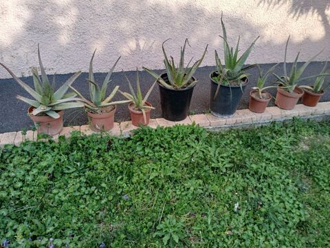 ALOE VERA 5 N�vian (11)