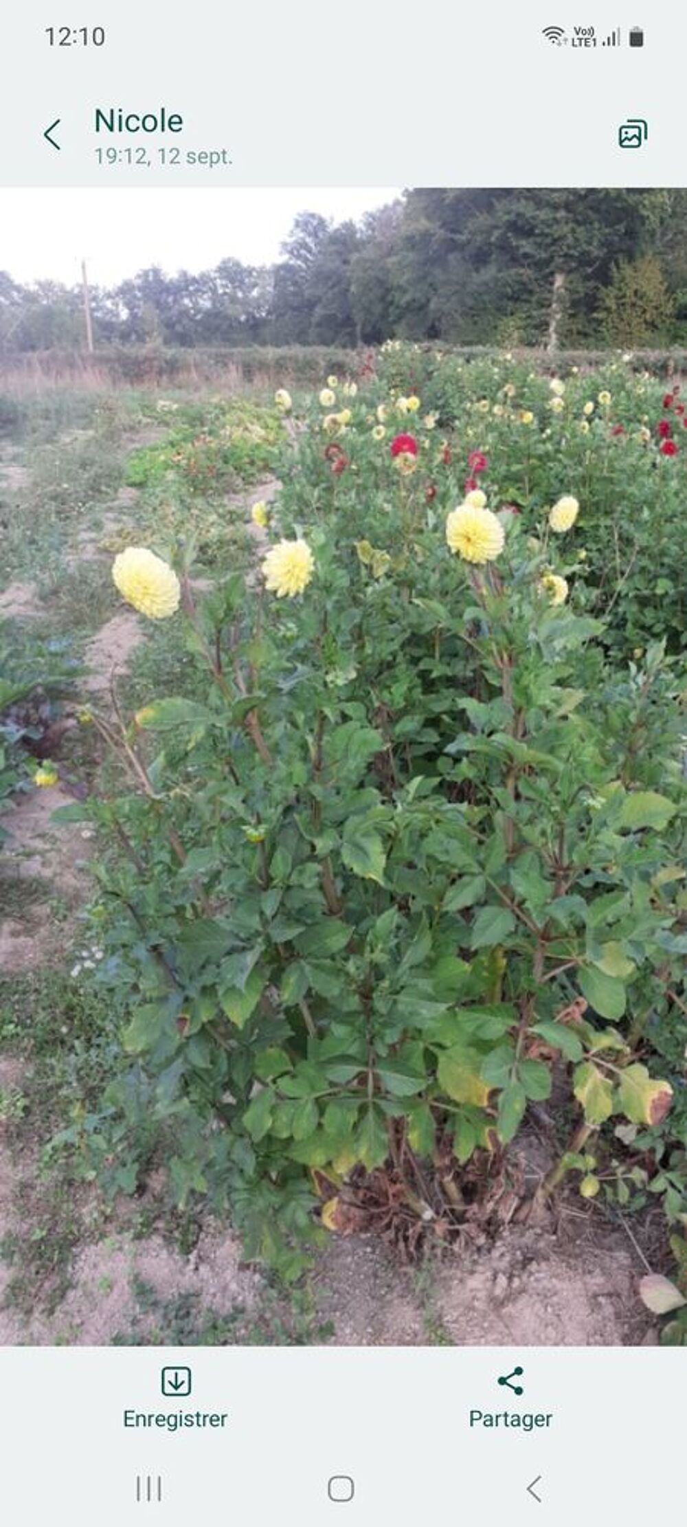 Plants de dalhias Jardin