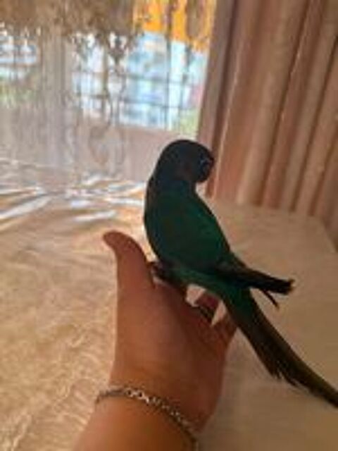   Conure EAM  