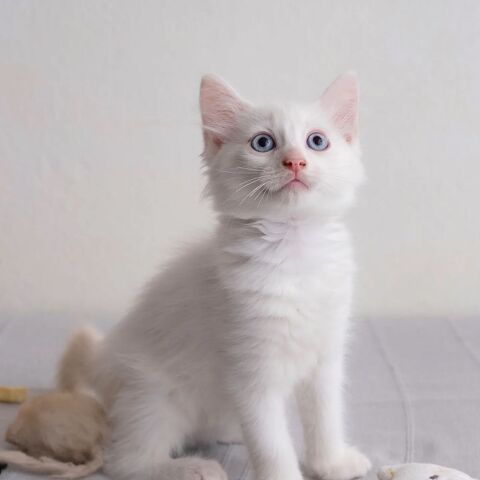 ✨️ SPICY ✨️ 🐱 210 91300 Massy