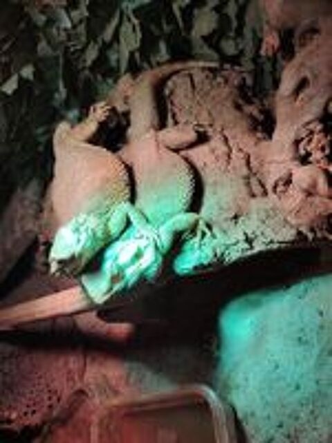   Couple Pogona  