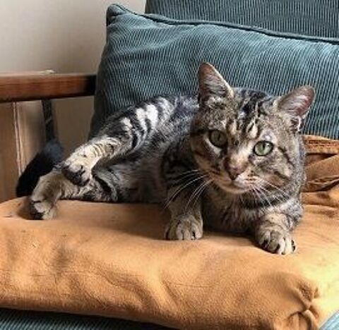 BERTRAND CHAT TIGRE GRIS 2 ANS 1/2 195 92260 Fontenay-aux-roses