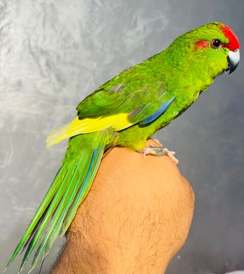 Très beaux Mâle Kakariki EAM Bien Apprivoiser Bagué 2025 149 94450 Limeil-brvannes