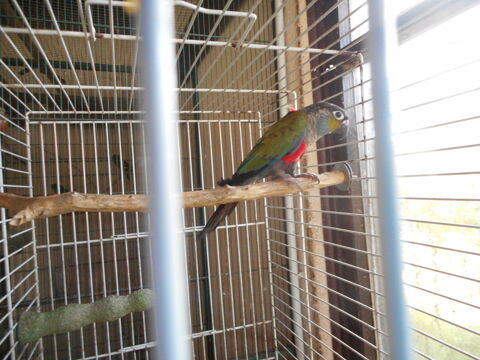 PERRUCHE 200 33140 Villenave-d'ornon