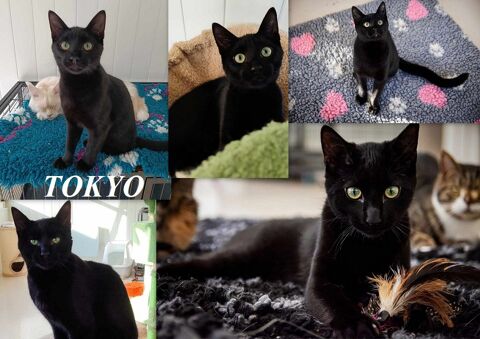 TOKYO 1 an 3 pattes  adopter 27170 Beaumont-le-roger