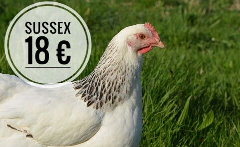 Poule pondeuse 18 47400 Tonneins