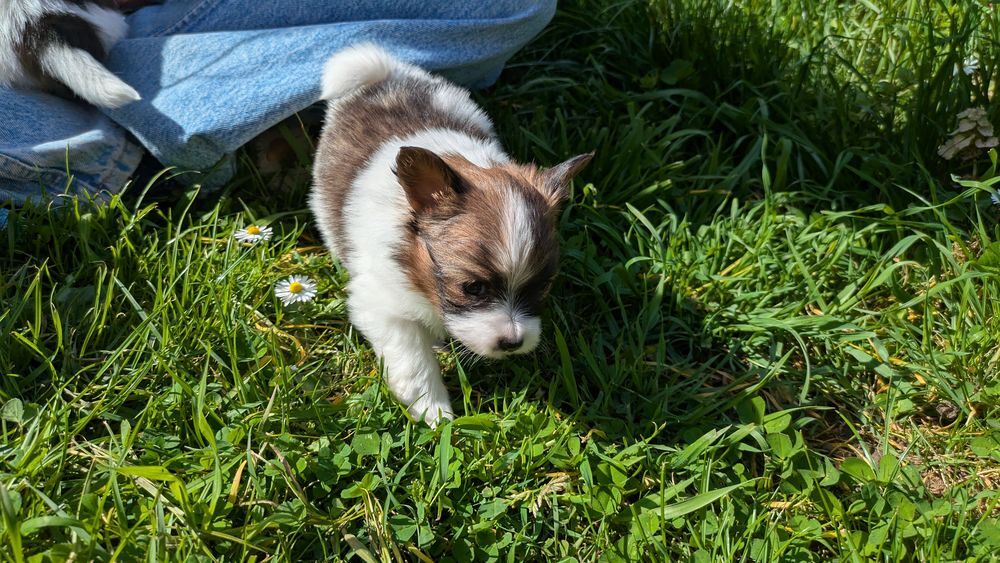   3 chiots papillon Adorables  chiots �pagneul Nain Continenta 