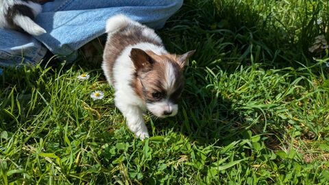 3 chiots papillon Adorables  chiots &Eacute;pagneul Nain Continenta 1700 78540 Vernouillet
