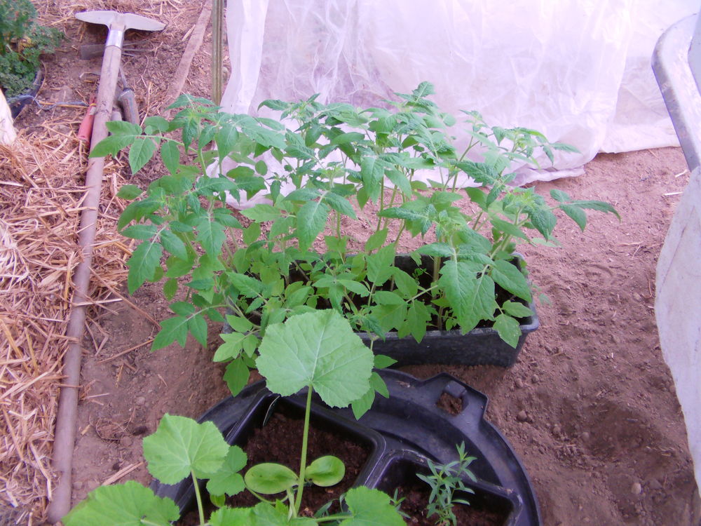 pieds de tomate Jardin