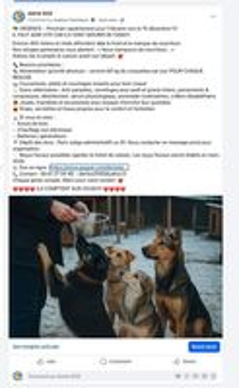   Chiens 