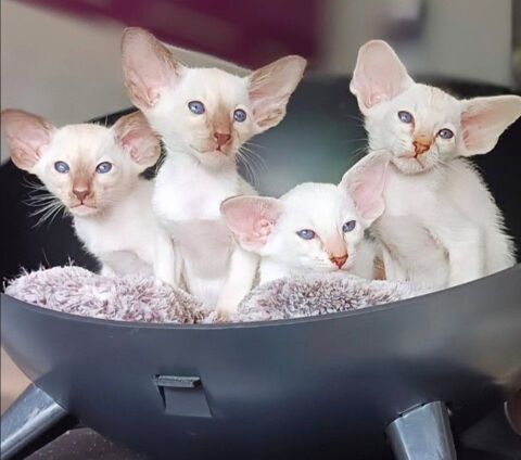 Magnifique chatons oriental et siamois 1500 88100 Saint-di-des-vosges