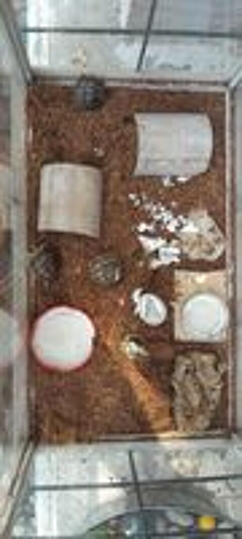   Tortues Graeca juvenile 2026 