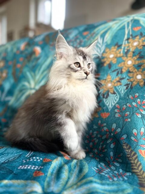 Chatons Maine Coon Loof facilit&eacute; de paiement possible 1250 28250 Digny
