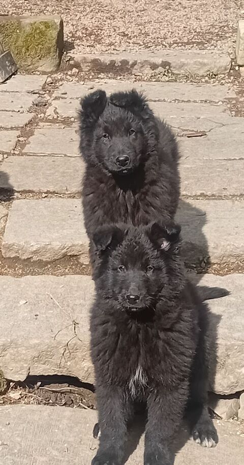 Chiots berger belge groenendael 700 71170 Chassigny-sous-dun