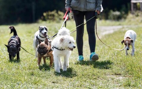 Garde d'animaux chez le client 0 63500 Sauvagnat-sainte-marthe