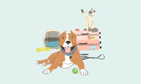 Garde animaux (chiens, chats, chevaux, rongeurs...) 85000 La roche-sur-yon