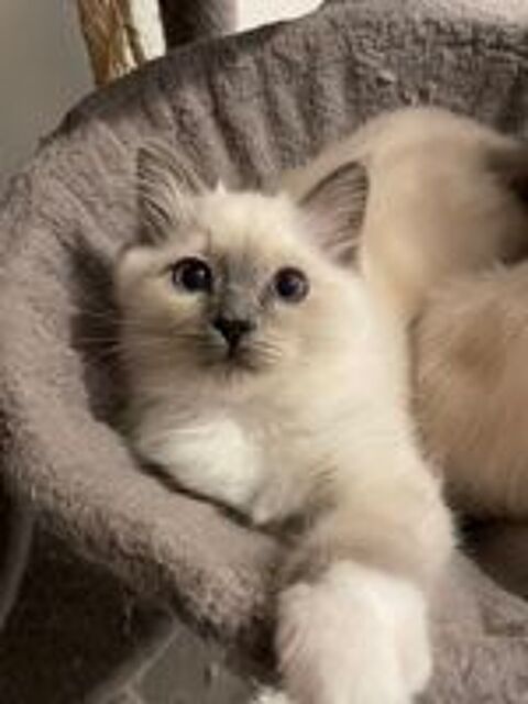  Chatons Sacr de Birmanie  