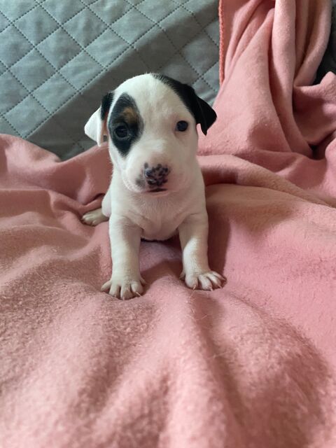 Chiots  Jack Russel 790 94500 Champigny-sur-marne