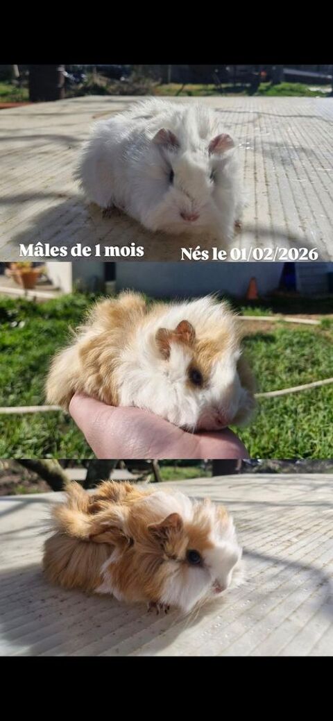 Cochons D'Inde m&acirc;les 15 31600 Eaunes