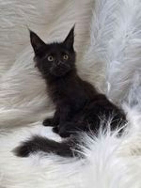   A reserver chatons maine coon 