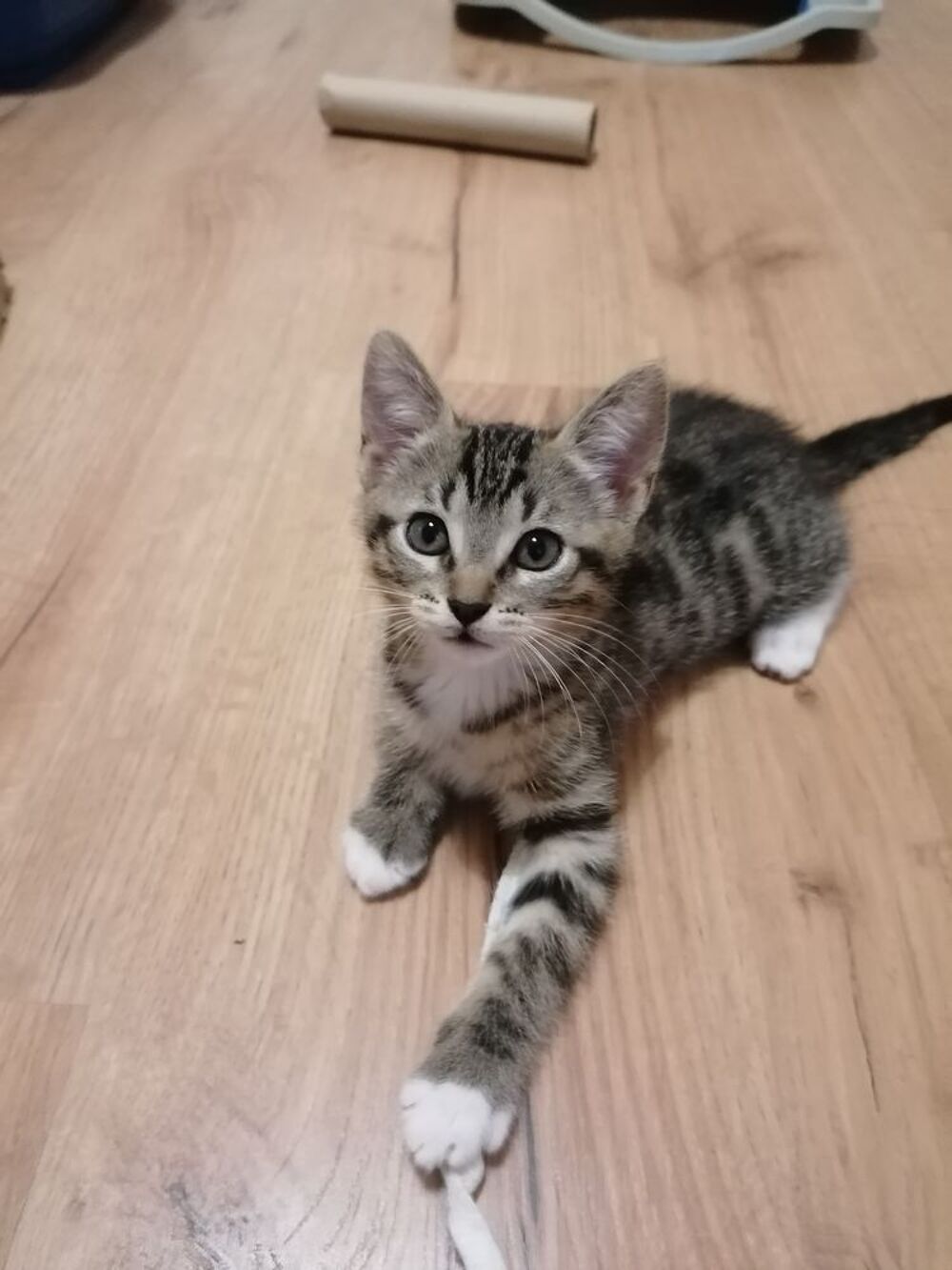   chaton femelle 2 mois à l'adoption (secteur COUTRAS 33) 
