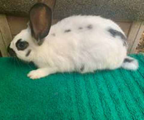   Beau lapin Géant Papillon 