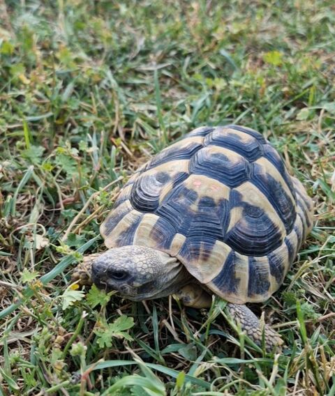 Tortue m&acirc;le de 4 ans 120 63000 Clermont-ferrand