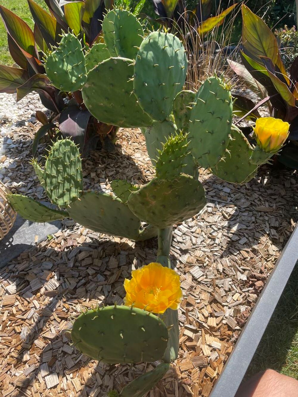 Raquette de cactus figuier de barbarie. Jardin