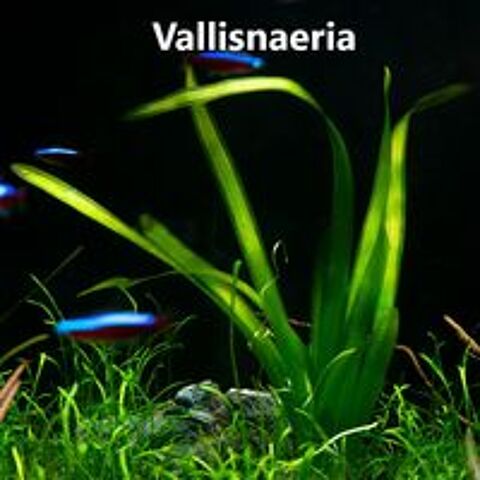   Vallisneria Gigantea Plante Aquarium 