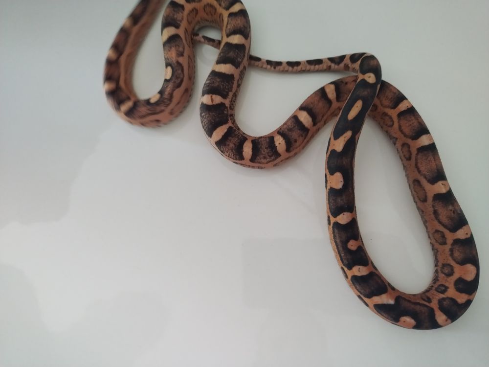   Serpent des blés scaleless femelle 