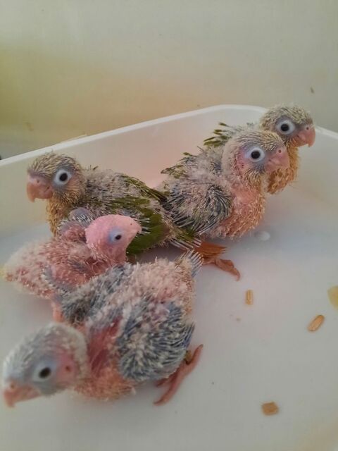 Perruches conures molinae 200 44150 Ancenis