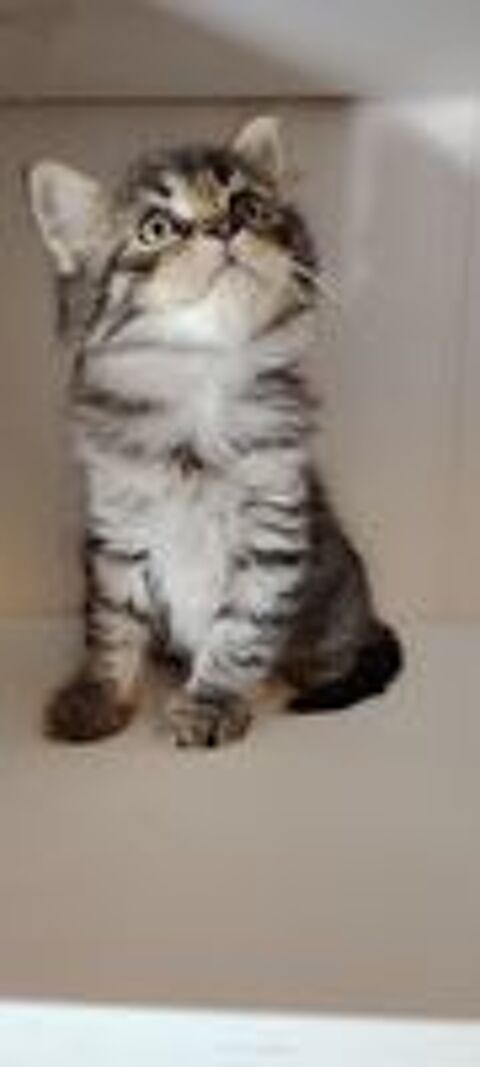   chaton angora  