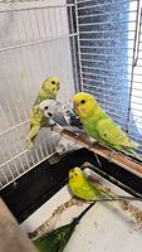   Oiseaux Perruches mâles et femelles  