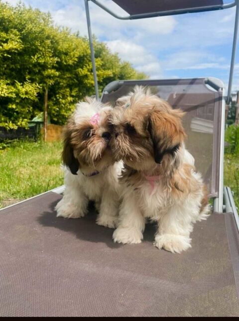 Deux  adorables Shih-tzu 950 62150 Houdain