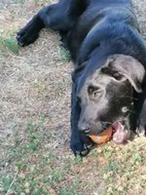   DIANA, adorable chiot Labrador croisé Beauceron à adopter via l'association UMA 