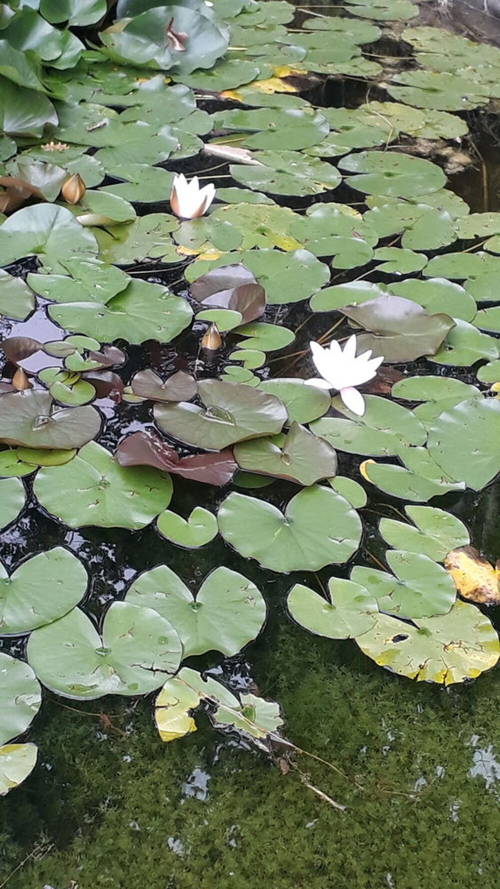 N&eacute;nuphar Jardin