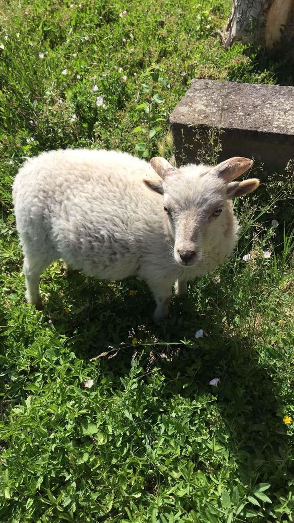   Jeune bélier Ouessant  