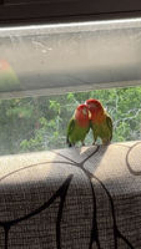   inseparable eam 