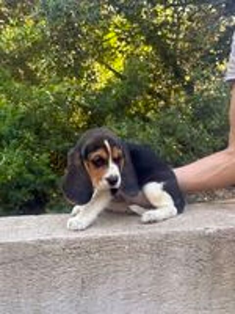   Chiots beagle lof à réserver  
