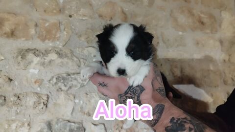 Berger australien 900 17380 Archingeay